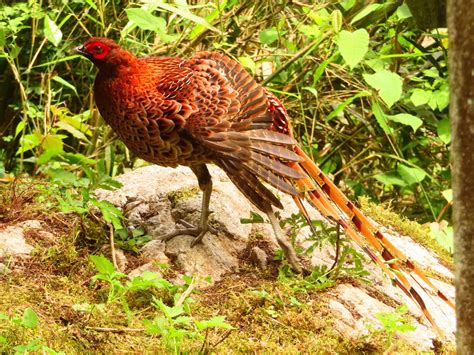 養野鳥